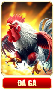 RR88 Đá gà